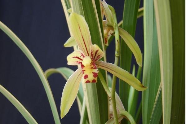 2018种兰花赚钱吗？兰花种植的利润与投资成本及前景预测