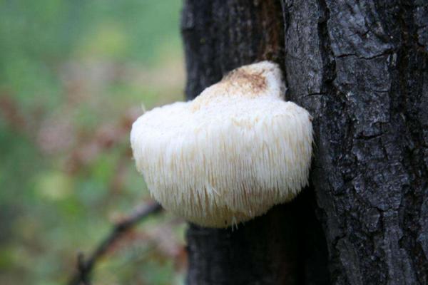 2018种猴头菇赚钱吗？猴头菇种植的利润与投资成本及前景预测