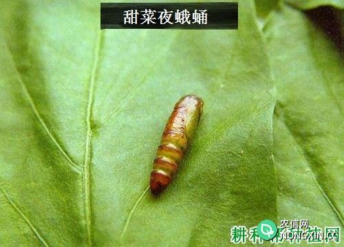 种萝卜如何防治甜菜夜蛾