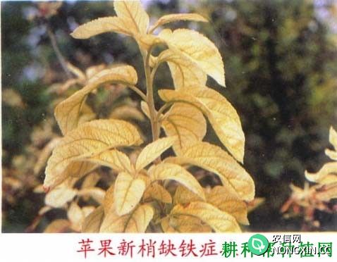 苹果缺铁黄化症如何防治