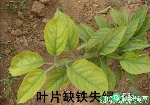 苹果缺铁黄化症如何防治