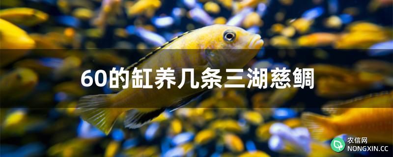 60的缸养几条三湖慈鲷