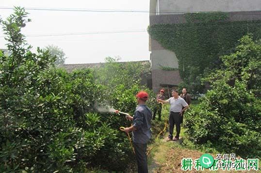 用什么肥料柑橘可以用作叶面喷肥