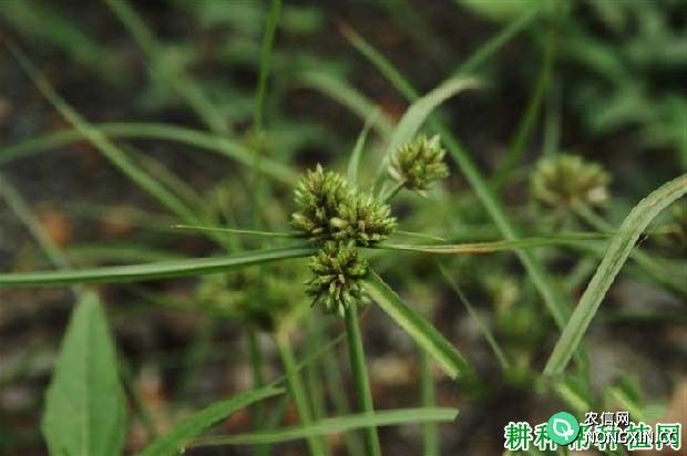 白鳞莎草（莎草科）