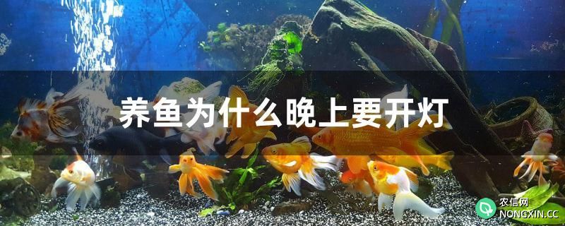 养鱼为什么晚上要开灯