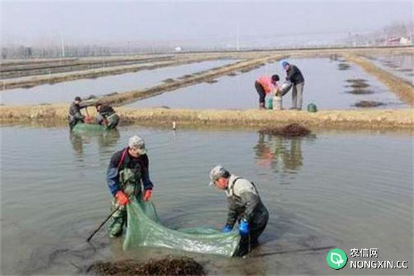 饵料品种要多样化