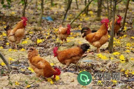 肉鸡母鸡会下蛋？