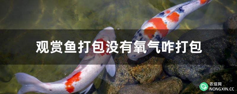 观赏鱼打包没有氧气咋打包