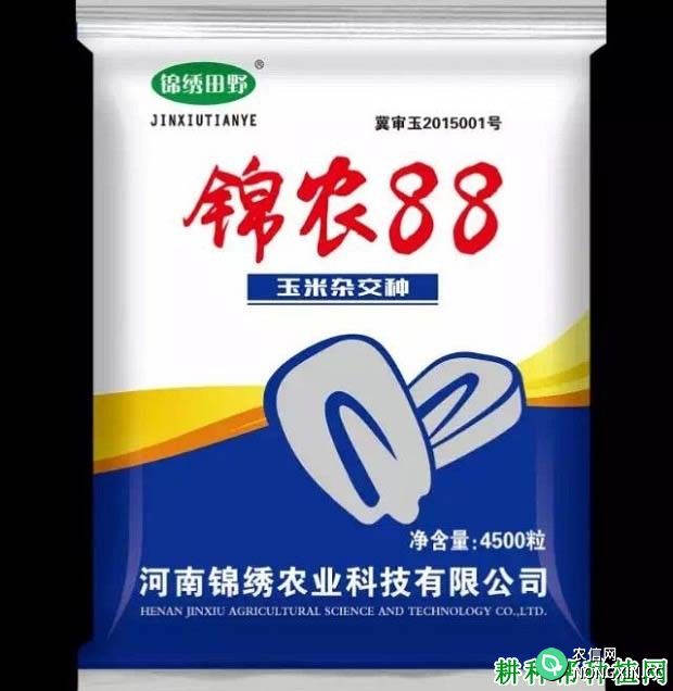 锦农88玉米品种好不好