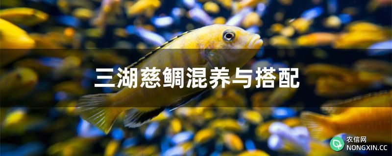 三湖慈鲷混养与搭配