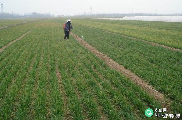 种植小麦如何除草