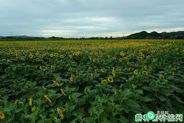 龙葵杂10号向日葵品种好不好