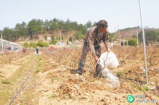 蓝莓施肥技术有哪些