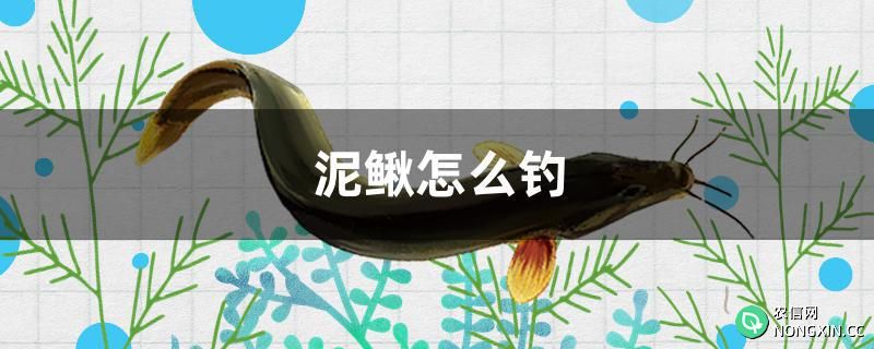 泥鳅怎么钓