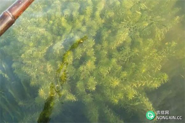 青苔对水产养殖好处