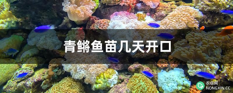 青鳉鱼苗几天开口