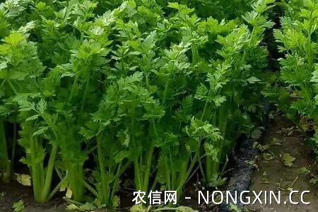 冬天大棚蔬菜品种有哪些