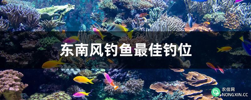 东南风钓鱼最佳钓位