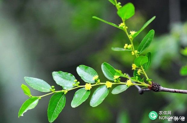 枣树花芽分化有什么特点