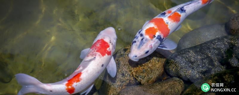 室外锦鲤冬天应该注意什么，应该怎么保暖