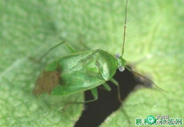 种棉花如何防治牧草盲蝽