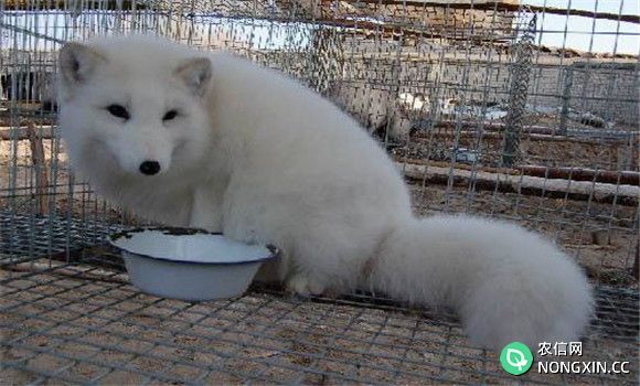 银狐的饲养管理