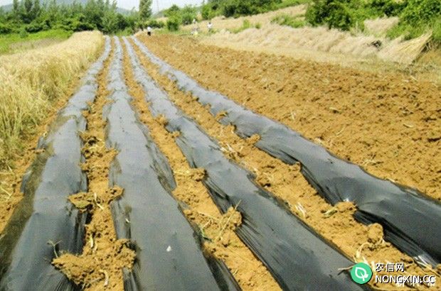 种植玉米用什么地膜比较好