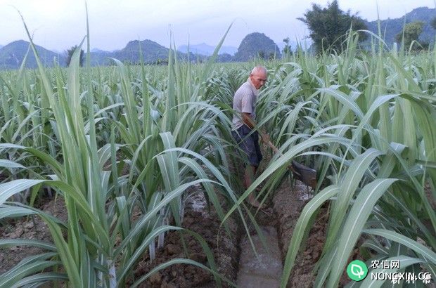 果蔗种植后如何管理