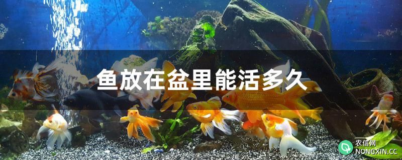 鱼放在盆里能活多久