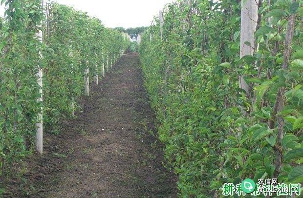 种植五味子每亩需要多少种苗