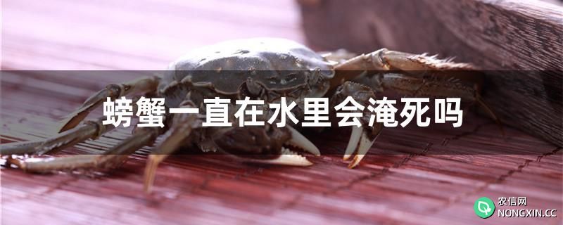 螃蟹一直在水里会淹死吗