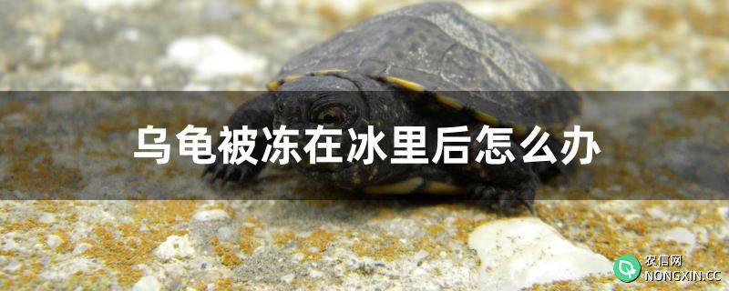 乌龟被冻在冰里后怎么办