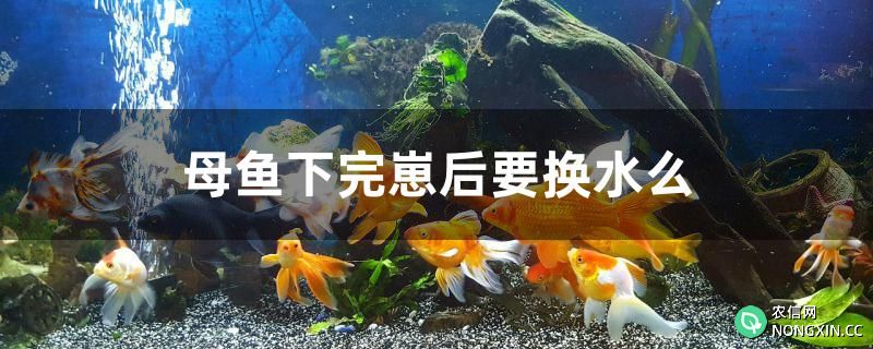 母鱼下完崽后要换水么