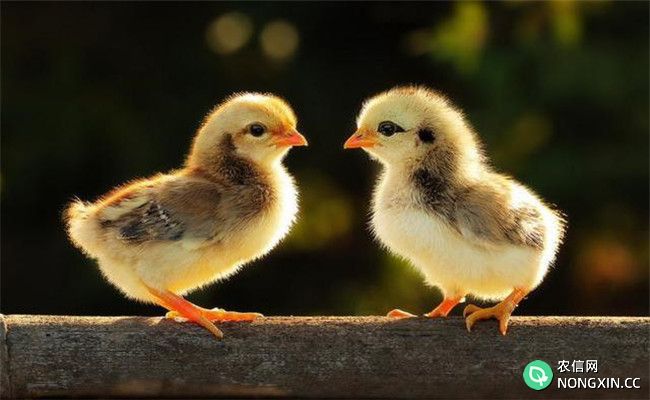 肉鸡大肠杆菌病三段控制法