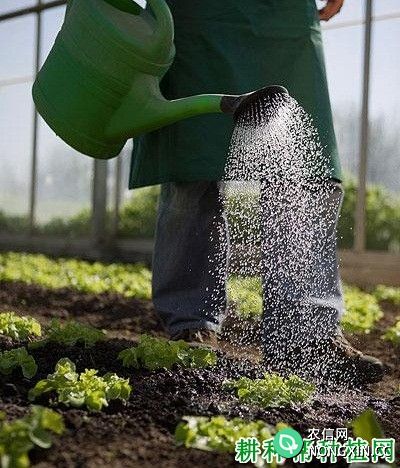 种植生菜怎么浇水