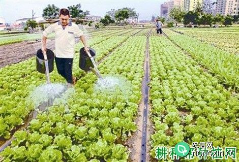 种植生菜怎么浇水