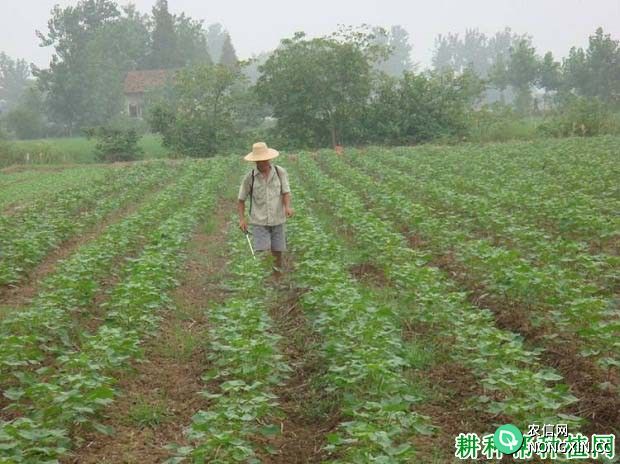 夏芝麻怎么种产量高