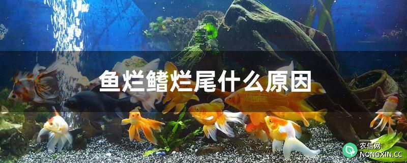 鱼烂鳍烂尾什么原因