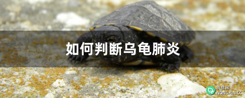 如何判断乌龟得了肺炎