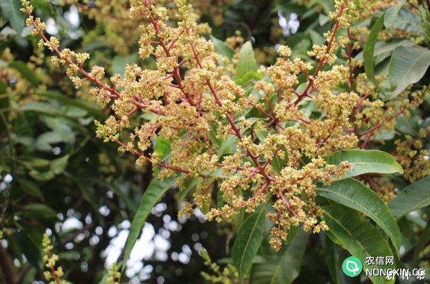 芒果树喷什么农药能保花保果