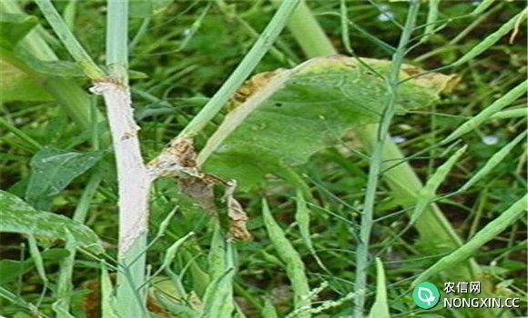 油菜菌核病的危害症状