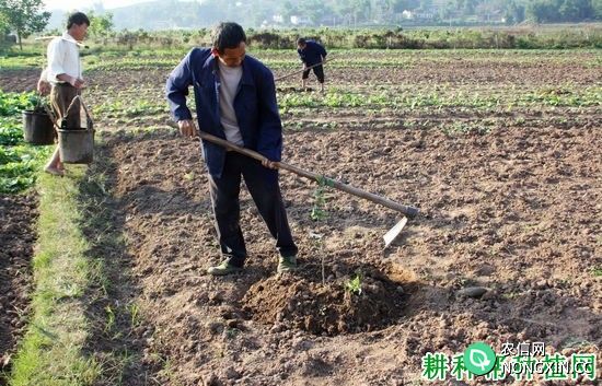 龙眼树在什么时候栽种最好