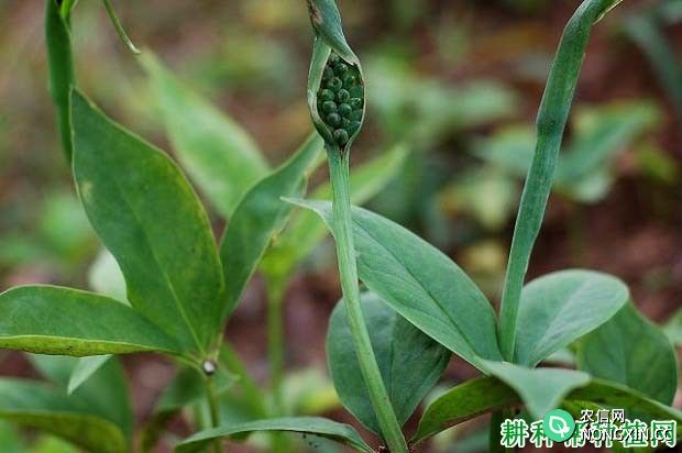 泰半夏如何种植