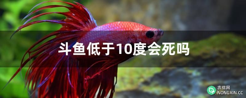 斗鱼低于10度会死吗