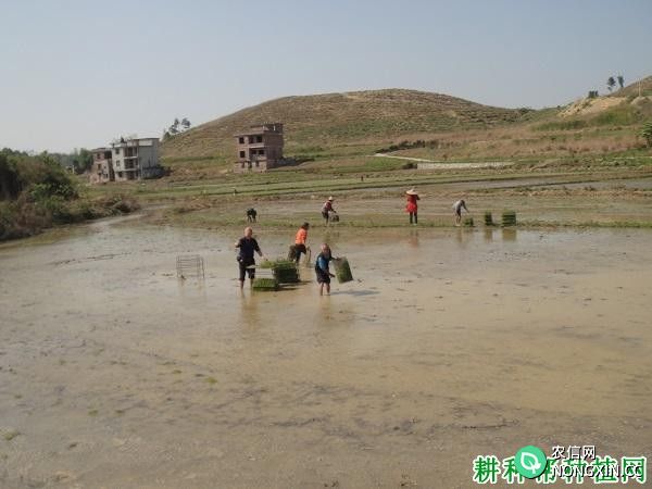 水稻抛秧栽培有什么特点