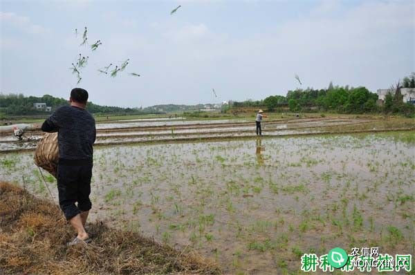 水稻抛秧栽培有什么特点