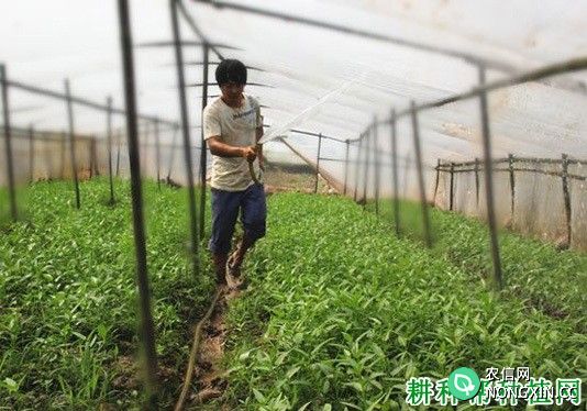 种植空心菜如何浇水