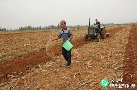 钼肥对小麦生长有什么影响