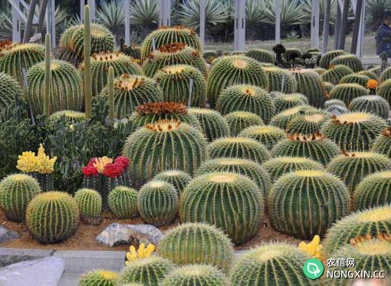 仙人球种植方法