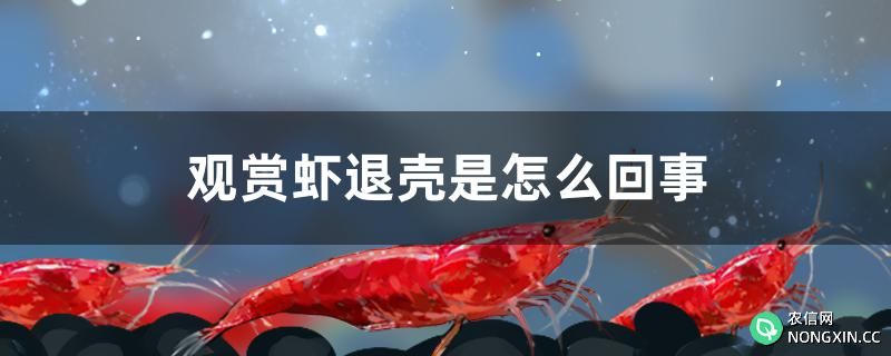 观赏虾退壳是怎么回事